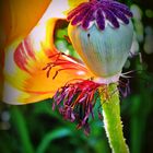 Orientalischer Mohn  -  Oriental poppy