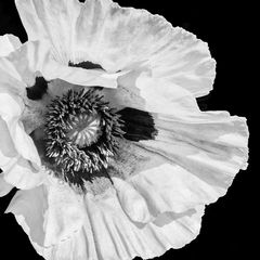 Orientalischer Mohn-sw6