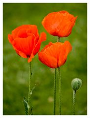 orientalischer Riesen-Mohn (Papaver orientale)