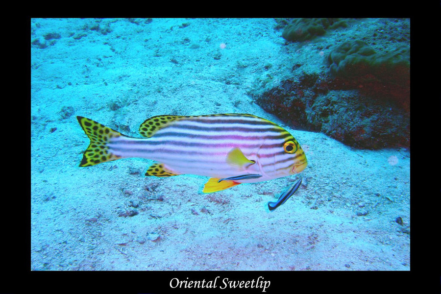 Orientalischer Süßlippenfisch