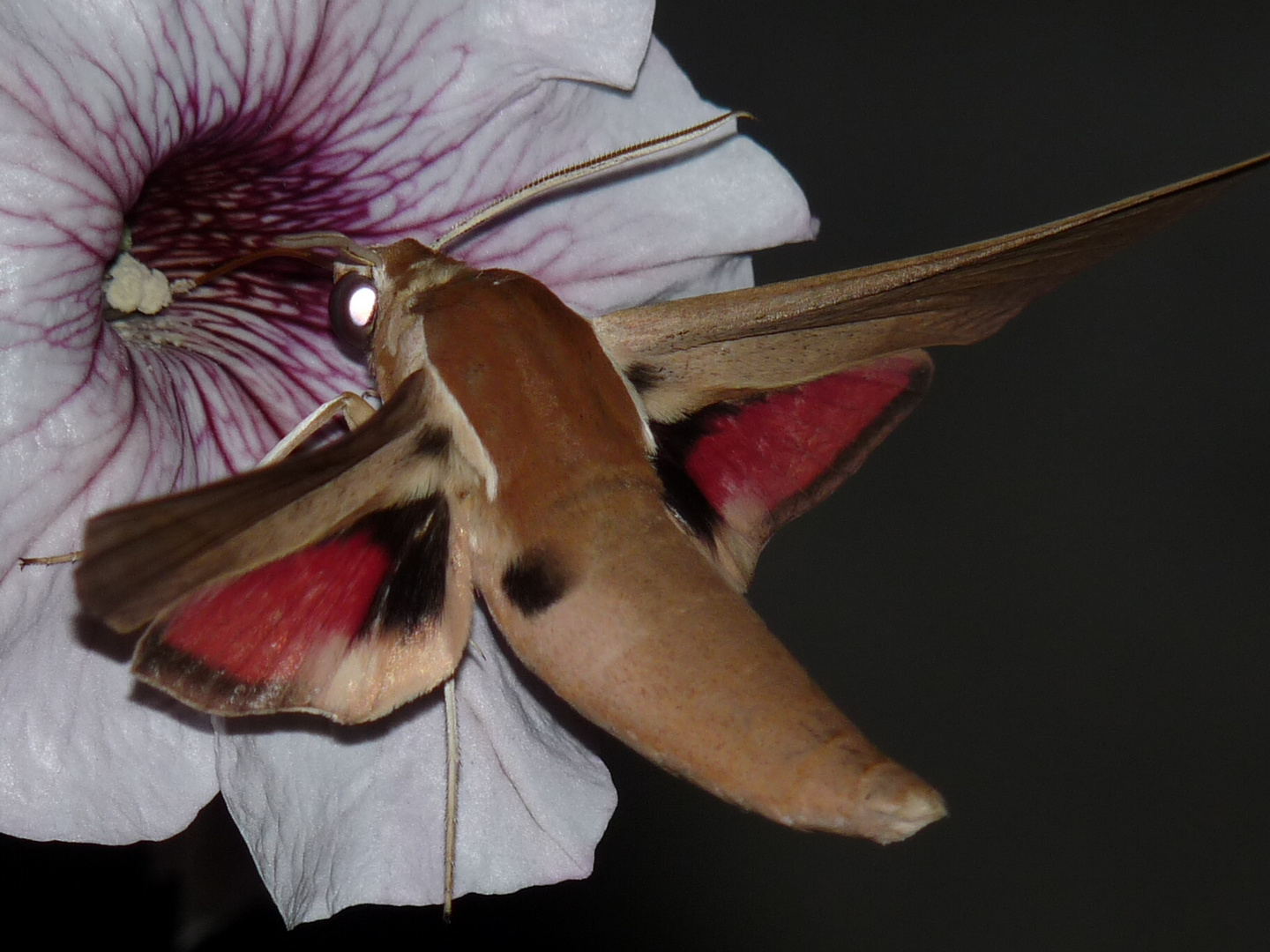 Orientalischer Weinschwärmer (Theretra alecto Levant Hawk-moth)