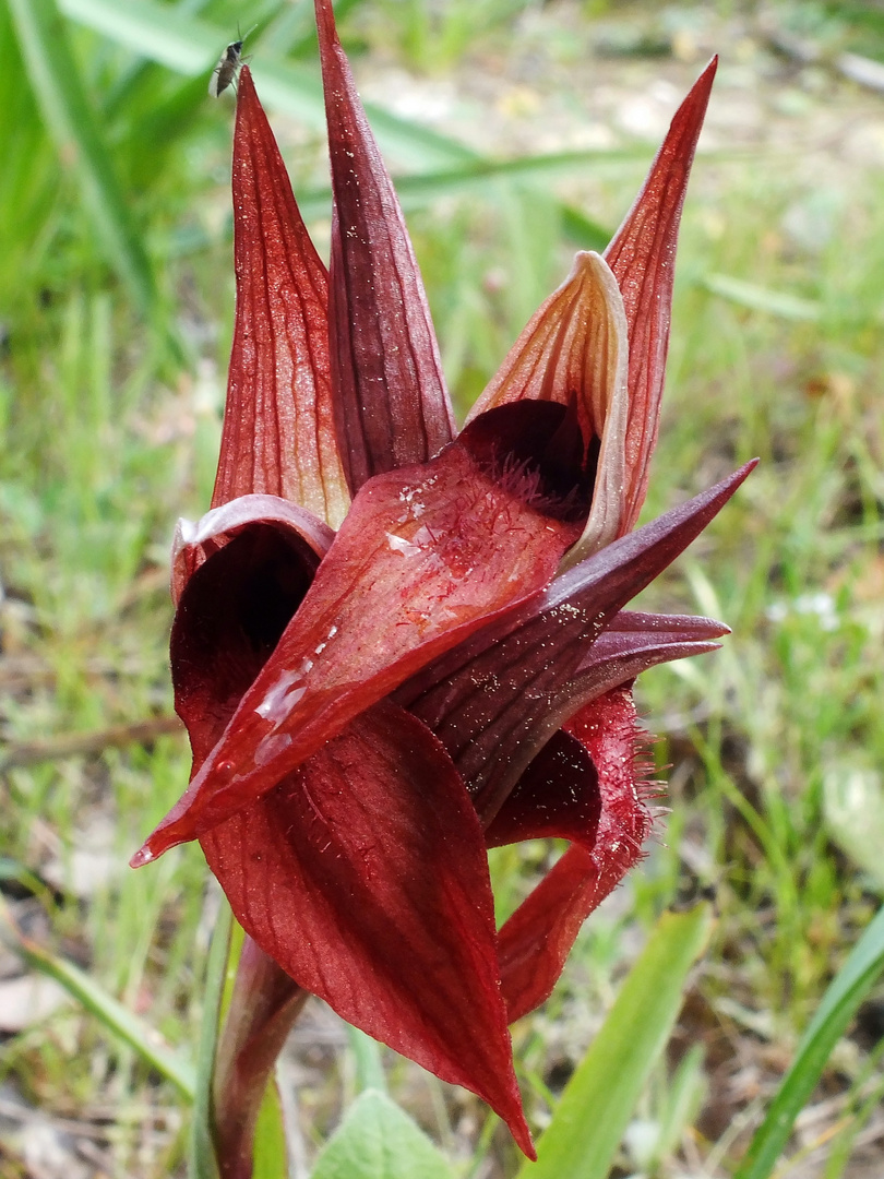 Orientalischer Zungenständel (Serapias orientalis subsp. carica)