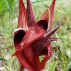 Orientalischer Zungenständel (Serapias orientalis subsp. carica)