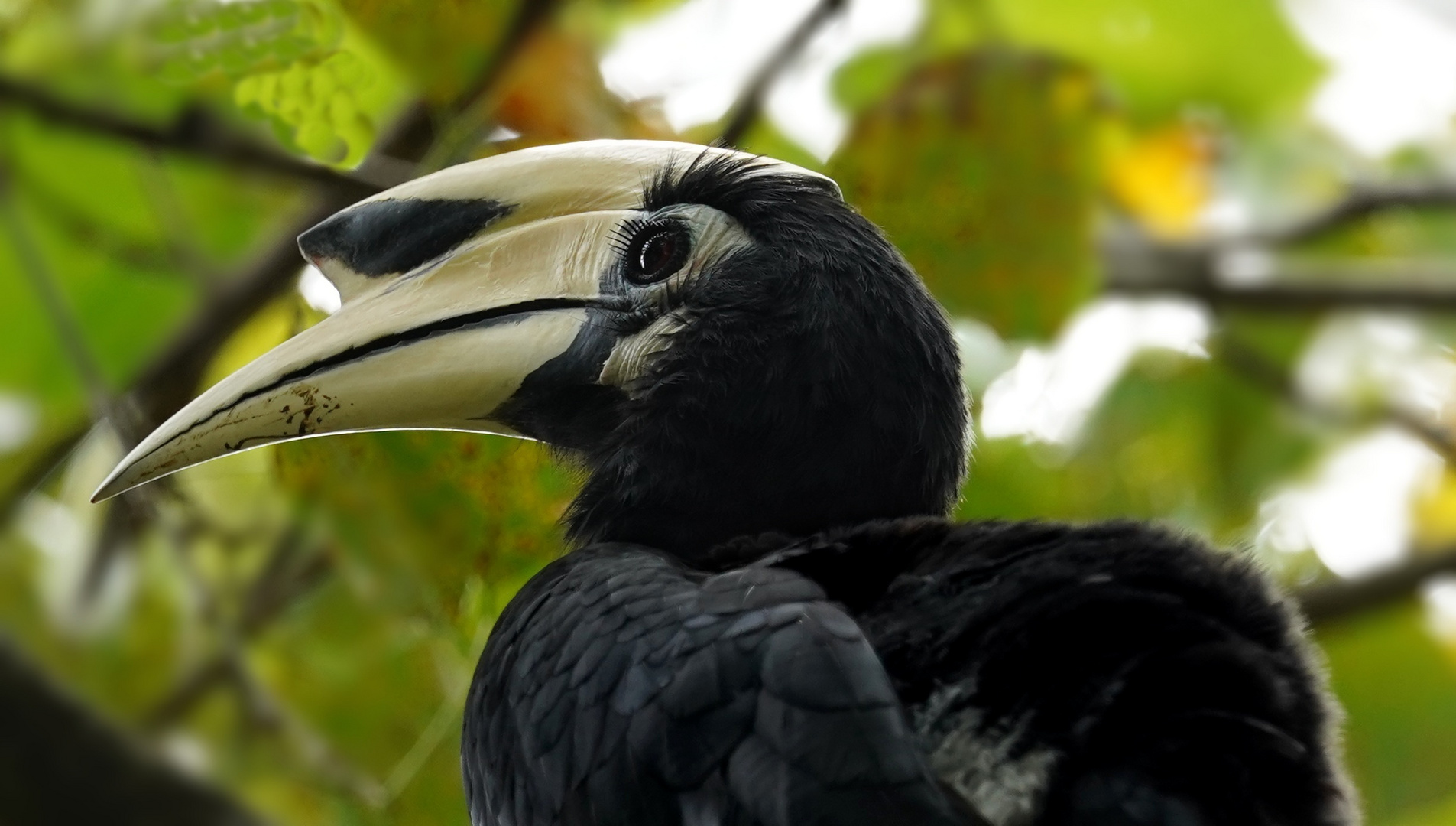 Orientel Pied Hornbill