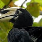 Orientel Pied Hornbill