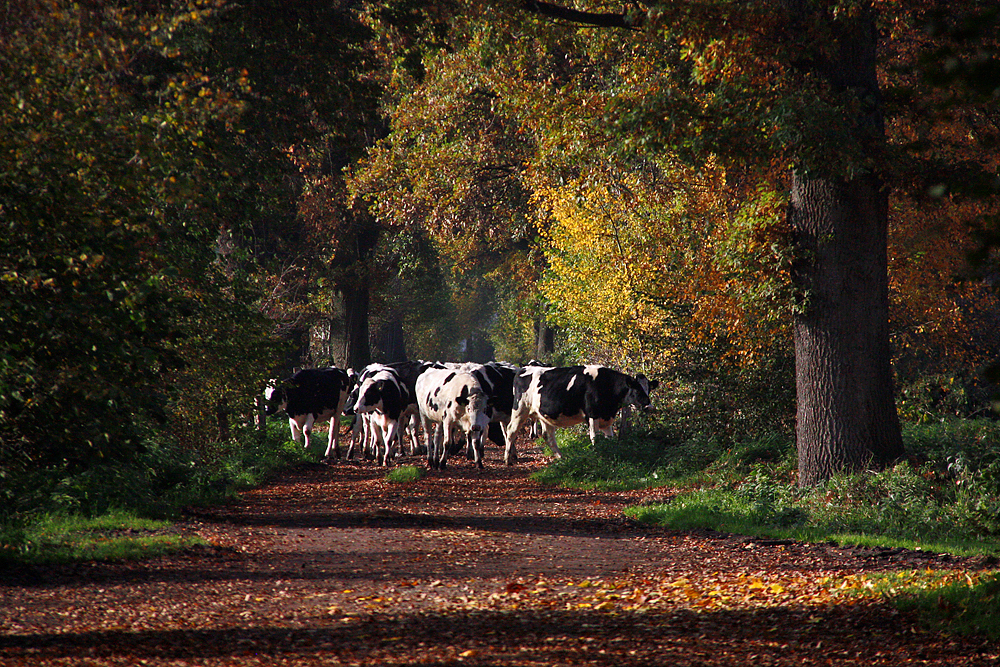 Orientierung im Herbst