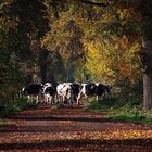 Orientierung im Herbst