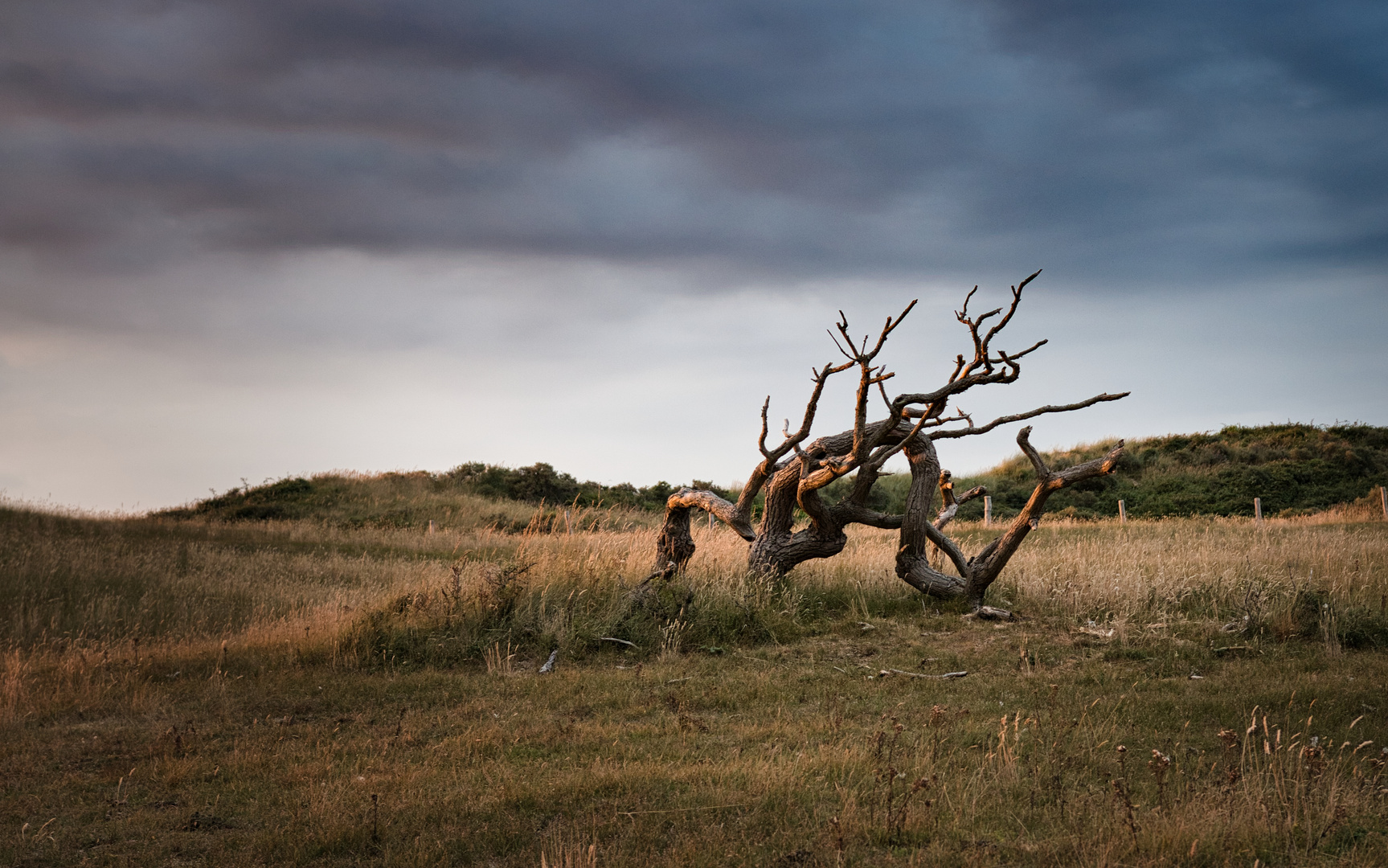 Orientierungsloser Baum