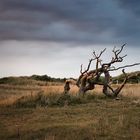 Orientierungsloser Baum