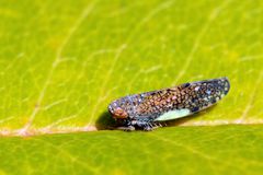 Orientzikade  (Orientus ishidae) 