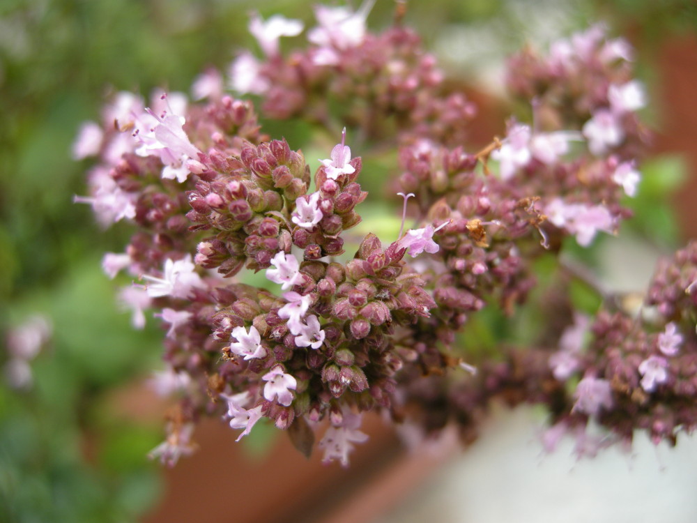 Origano in fiore