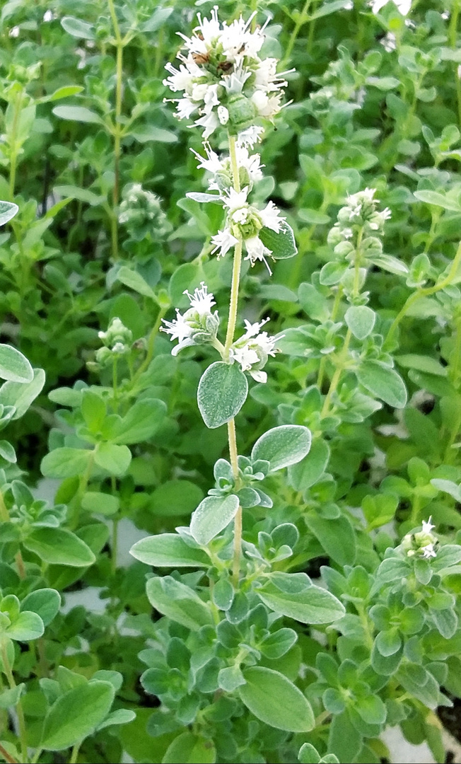 Origanum majoran