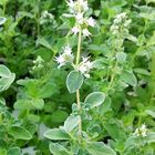 Origanum majoran