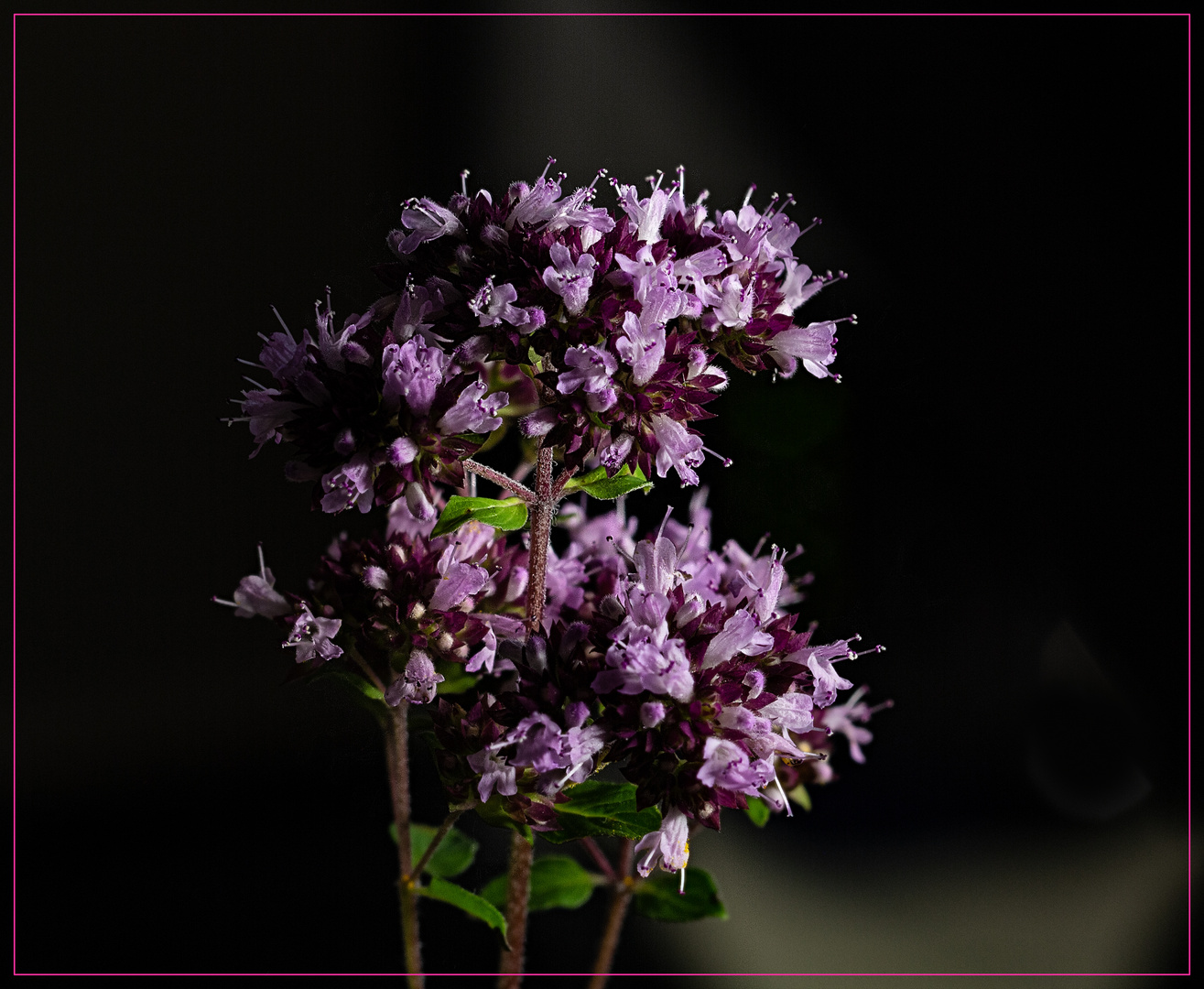 Origanum (officinalis / vulgaris ?)