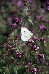 Origanum vulgare