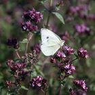 Origanum vulgare