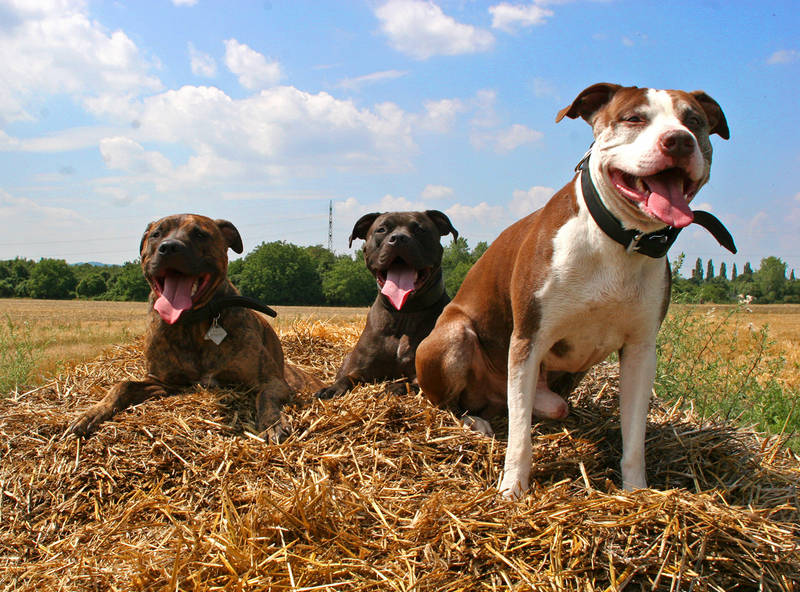 original american pitbulls *ggg* 1/2