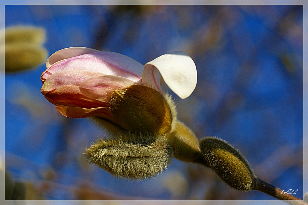 ORIGINAL-Bild der Magnolie