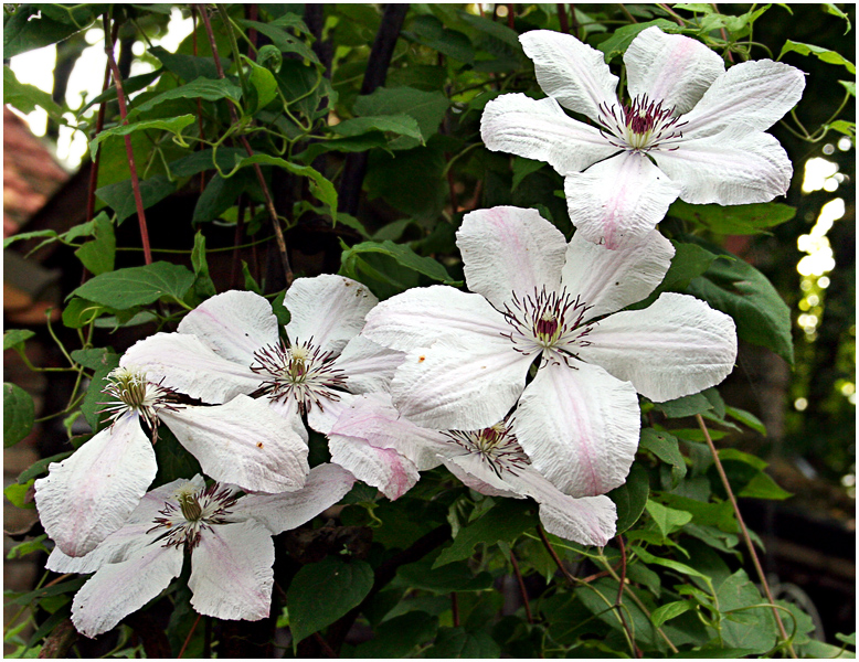 Original-Clematis