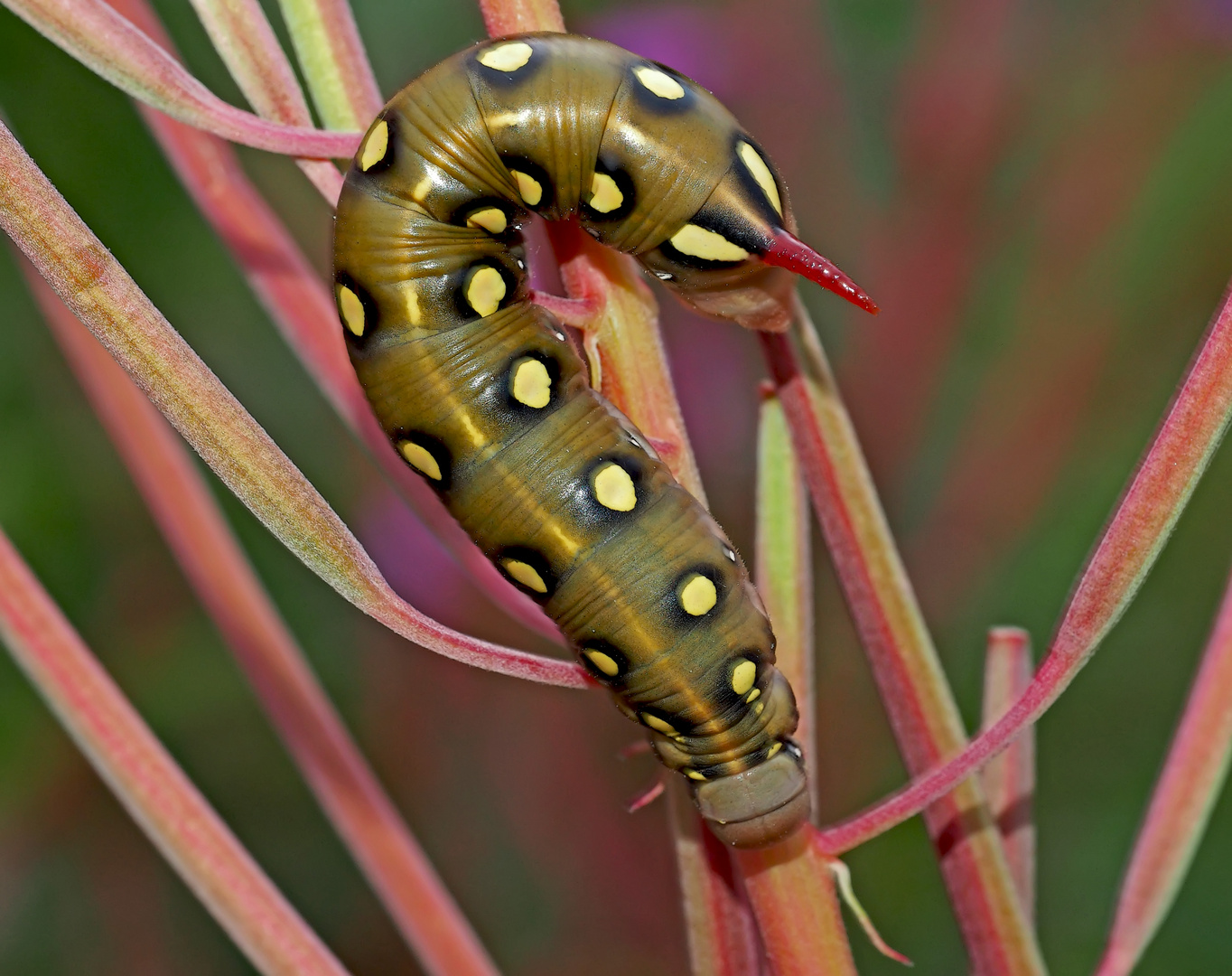 Original der Raupe vom Labkrautschwärmer (Hyles gallii)