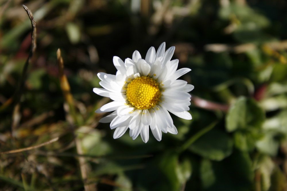 original gänseblümchen