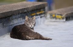 Original Helgoländer Katze