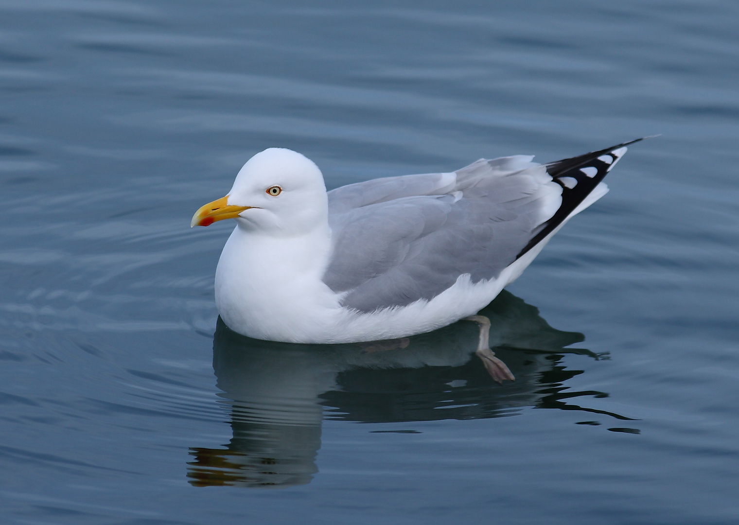 Original Helgoländer Möwe