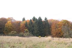 Original Herbstwald