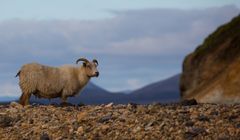 Original Iceland Sheep :-)