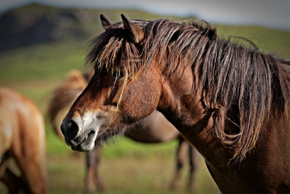 Original Islandpony