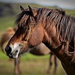 Original Islandpony