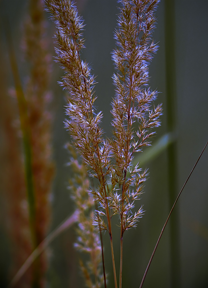 original natürliches und reines gras ...