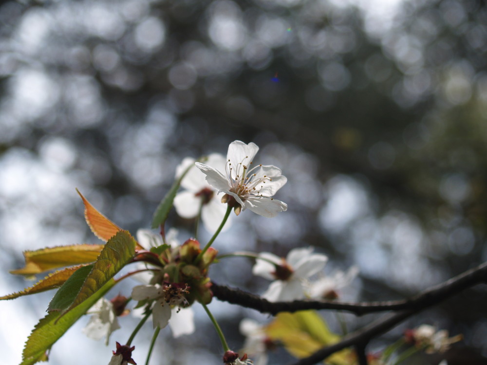 Original zur Blüte