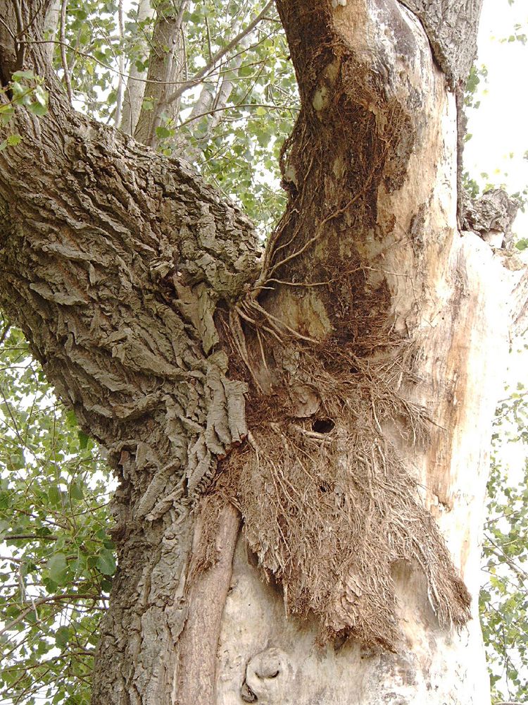 Originalbaum von torso vir