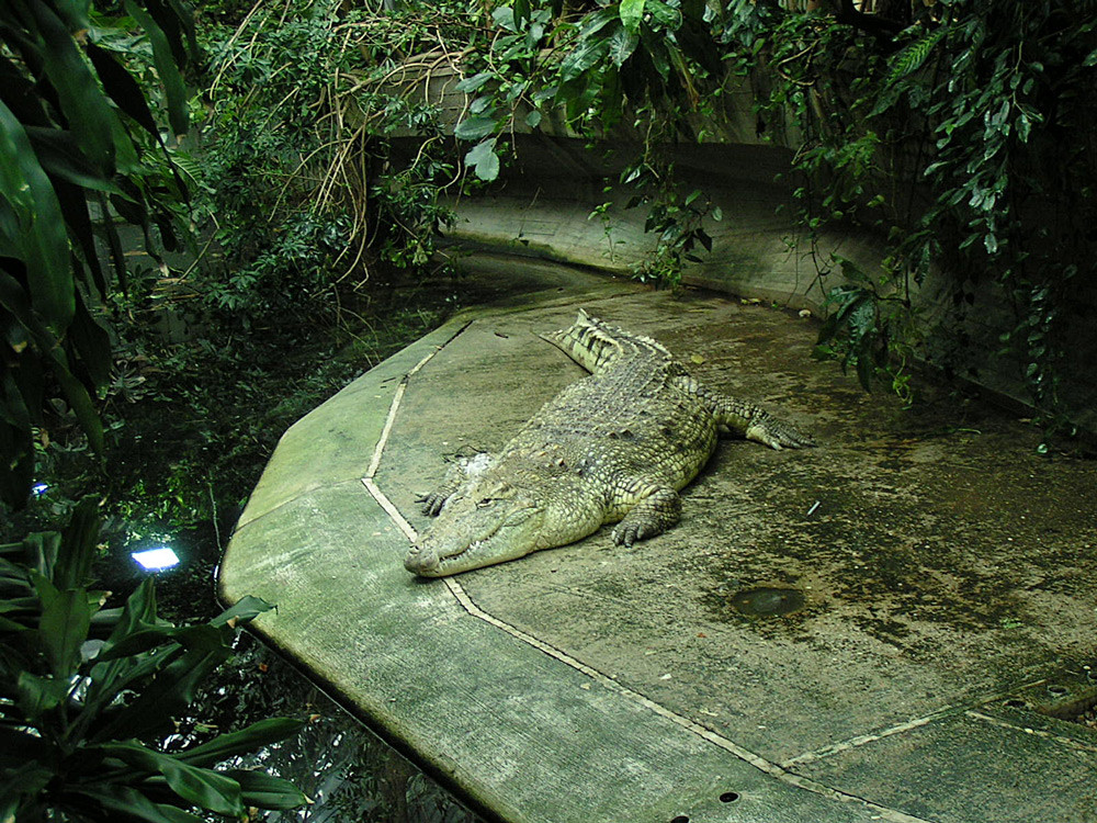 Originalbild Berliner Zoo 2004