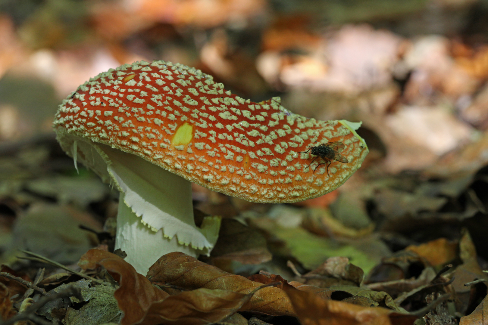 Originaler Fliegen-Pilz