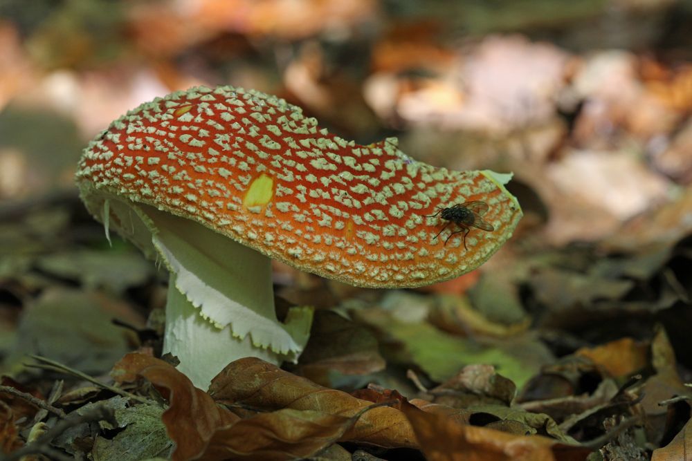 Originaler Fliegen-Pilz - Bild &amp; Foto von Angelika Hecht aus 11 ...