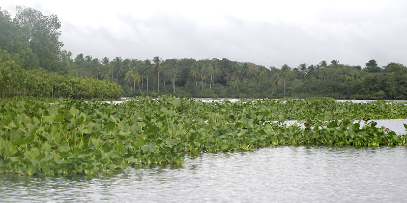 Orinoco Delta