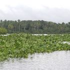 Orinoco Delta