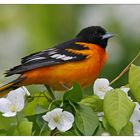 Oriole...