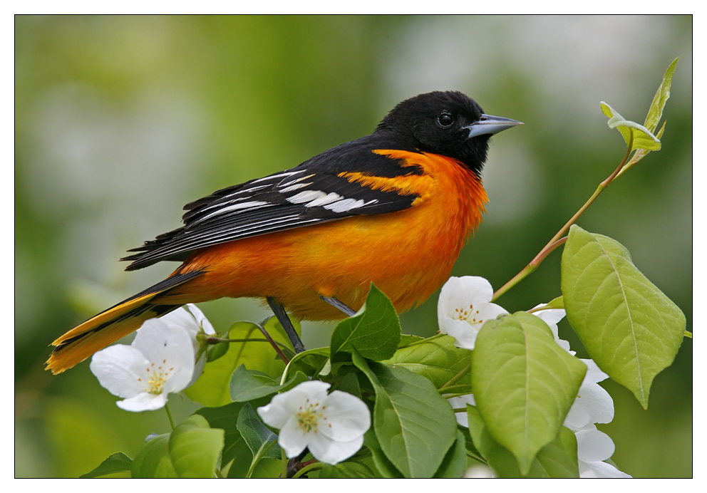 Oriole...