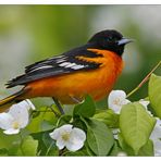 Oriole...