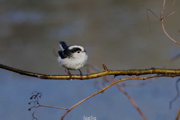 ORITE longueue poids 7a8g taille 16cm falille des passereaux