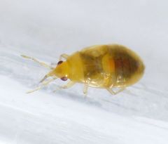 Orius sp. - Nymphe (1 mm) auf Gelber Schafgarbe (Orius laevigatus?)