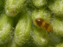 Orius sp. - Nymphe (1 mm) auf Gelber Schafgarbe - Orius laevigatus ?