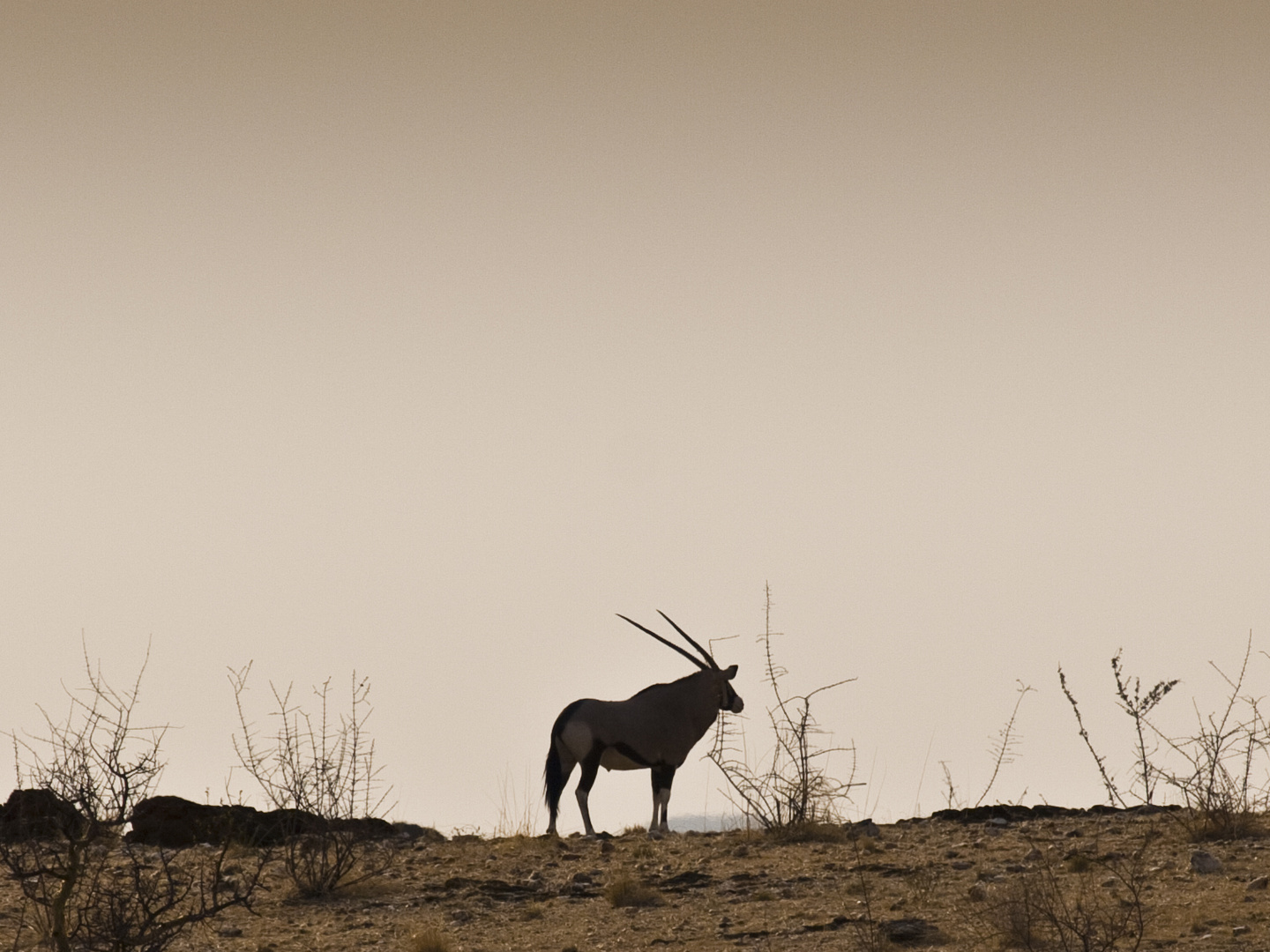 Orix Antilope