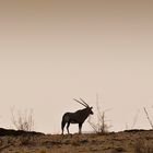 Orix Antilope