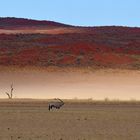 Orix #namibia Oscar Mura https://www.wildlifefoto.it/