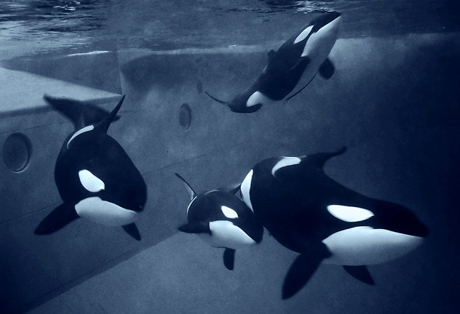 Orka-Familie