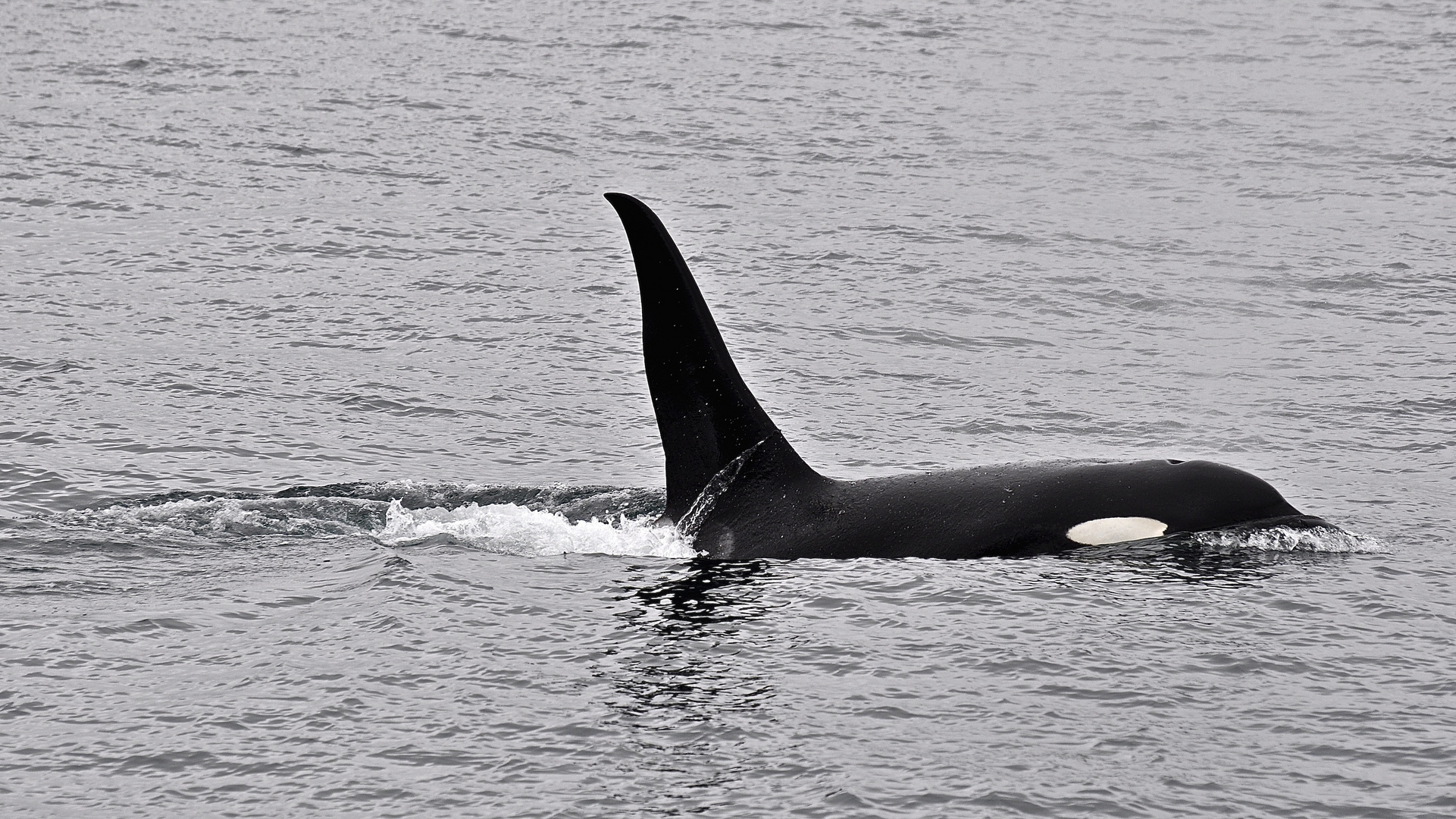 Orka-(Orcinus orca)